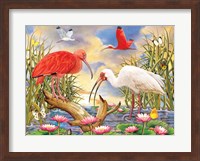 Scarlet And White Ibis Fine Art Print