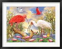 Scarlet And White Ibis Fine Art Print
