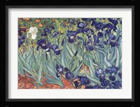 Irises, Saint-Remy, c.1889 Fine Art Print