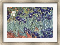 Irises, Saint-Remy, c.1889 Fine Art Print