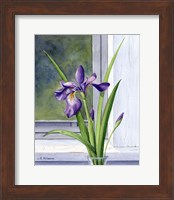 Blue Flag-Wild Iris Fine Art Print
