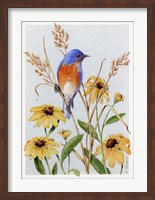 Bluebird And Blackeyed Susans Fine Art Print