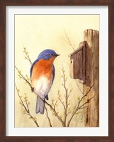 Bluebird II Fine Art Print