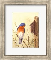 Bluebird II Fine Art Print