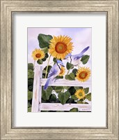 Bluejays And Sunflowers Fine Art Print