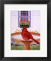 Cardinal And Geraniums Fine Art Print