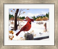 Cardinal Mornings Fine Art Print