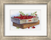 Cranberry Crates Fine Art Print