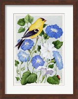 Goldfinch And Morning Glories Fine Art Print