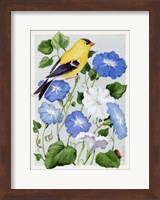 Goldfinch And Morning Glories Fine Art Print