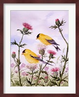 Goldfinch and Thistle Fine Art Print