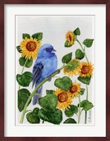 Indigo Bunting And Sunflower Fine Art Print