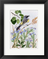 Myrtle Warbler and Asters Fine Art Print