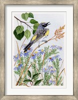 Myrtle Warbler and Asters Fine Art Print