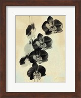 Orchid Blush Panels III Fine Art Print