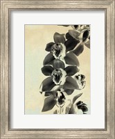 Orchid Blush Panels IV Fine Art Print