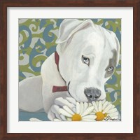 Dlynn's Dogs - Patch Fine Art Print