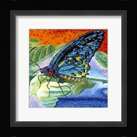 Poised Butterfly II Framed Print