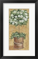 Weathered Topiaries II Framed Print