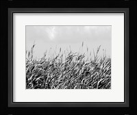 Dune Triptych I Framed Print