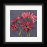 Gerbers on Grey I Fine Art Print