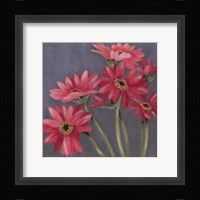 Gerbers on Grey II Framed Print
