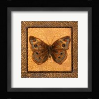 Crackled Butterfly - Buckeye Framed Print