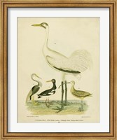 Antique Crane & Heron Fine Art Print