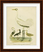 Antique Crane & Heron Fine Art Print