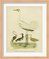 Antique Crane & Heron Fine Art Print