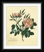 Sweet Briar Rose Fine Art Print
