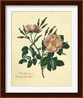 Sweet Briar Rose Fine Art Print
