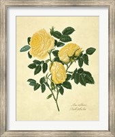 Double Yellow Rose Fine Art Print