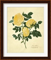 Double Yellow Rose Fine Art Print
