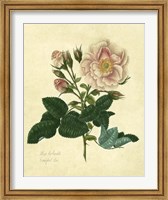 Frankfort Rose Fine Art Print