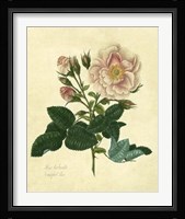 Frankfort Rose Fine Art Print