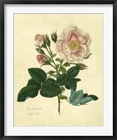 Frankfort Rose Fine Art Print