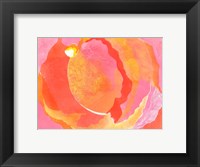 Cabbage Rose I Fine Art Print