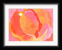 Cabbage Rose I Fine Art Print
