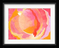 Cabbage Rose III Fine Art Print