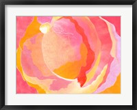 Cabbage Rose III Framed Print