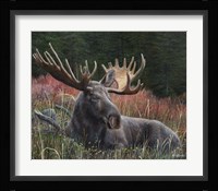 Recumbent Moose Fine Art Print