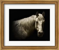 Horse Portrait VI Fine Art Print