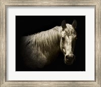 Horse Portrait VI Fine Art Print