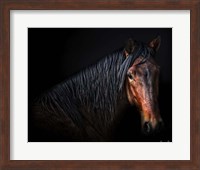 Horse Portrait VII Fine Art Print