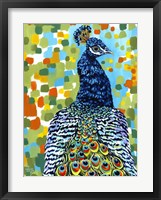 Plumed Peacock II Framed Print