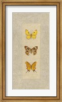 Butterfly Trio I Fine Art Print