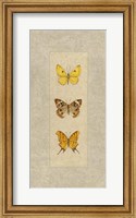 Butterfly Trio I Fine Art Print