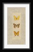 Butterfly Trio I Fine Art Print