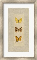 Butterfly Trio I Fine Art Print